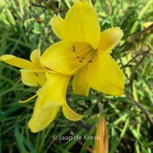 Hemerocallis 'Corky'