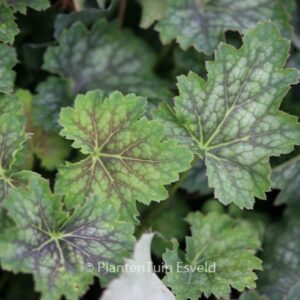 Heuchera americana 'Marvelous Marble'