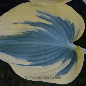 Hosta 'Autumn Frost'
