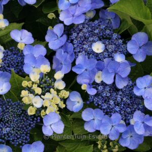 Hydrangea macrophylla 'Bl&auml;uling'