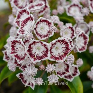 Kalmia latifolia 'Kardinal'