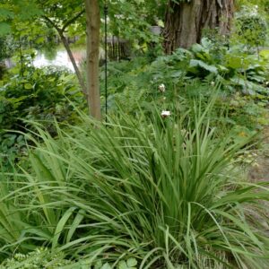 Libertia grandiflora