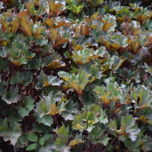 Ligularia dentata 'Little Golden Ray'