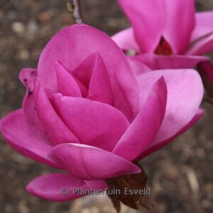 Magnolia 'Royal Purple'