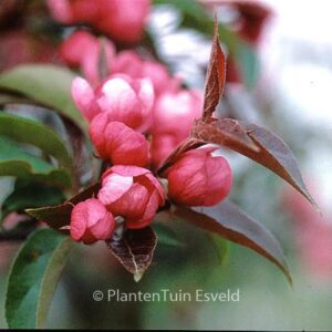 Malus 'Red Splendor'