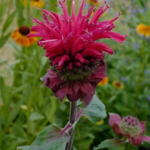 Monarda 'Bee-Happy' (BEE YOU)