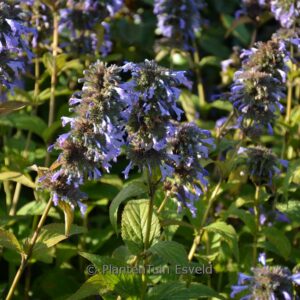 Nepeta 'Mr Blue Sky'