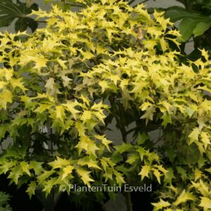 Osmanthus heterophyllus 'Ogon'