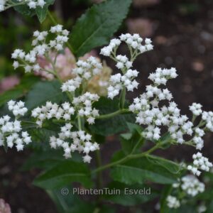 Parthenium integrifolium