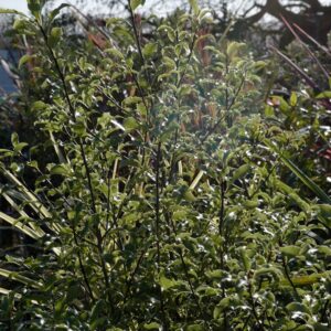 Pittosporum tenuifolium 'Penmarch'
