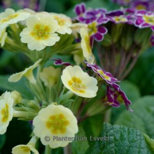 Primula (LITTLE QUEEN SERIES)