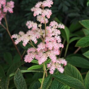 Rodgersia pinnata 'Chocolate Wings'