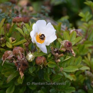 Rosa bracteata