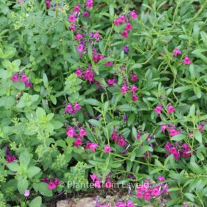 Salvia greggii 'Lycioides'
