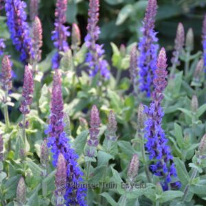 Salvia nemorosa 'Blaukoenigin'
