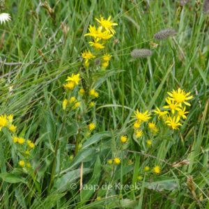 Solidago virgaurea