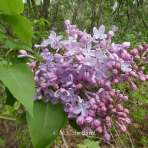 Syringa vulgaris 'Mirabeau'