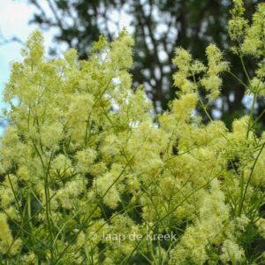 Thalictrum lucidum
