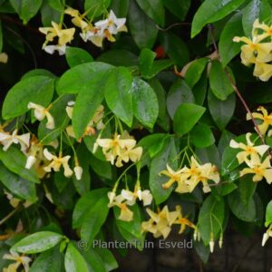 Trachelospermum jasminoides 'Selbra' (STAR OF TOSCANE)