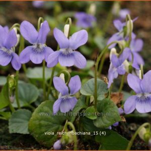 Viola reichenbachiana