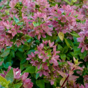Abelia grandiflora 'Little Lady'