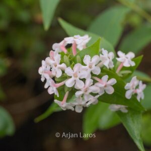 Abelia mosanensis 'Monia' (BRIDAL BOUQUET)