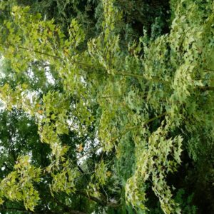 Acer acuminatum