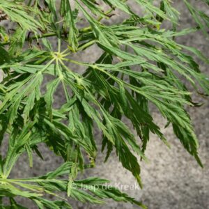 Acer japonicum 'Ao-jutan'
