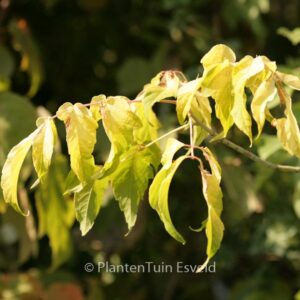Acer negundo 'Auratum'