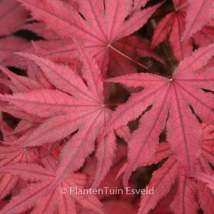 Acer palmatum 'Amagi-shigure'