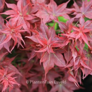 Acer palmatum 'Beni-hoshi'