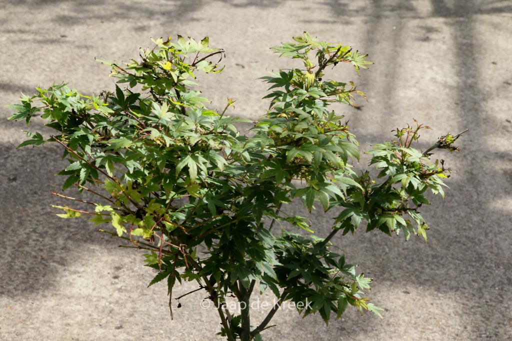 Acer palmatum 'Tokyo-yatsubusa'