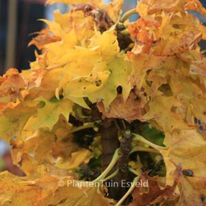 Acer platanoides 'Rezek'