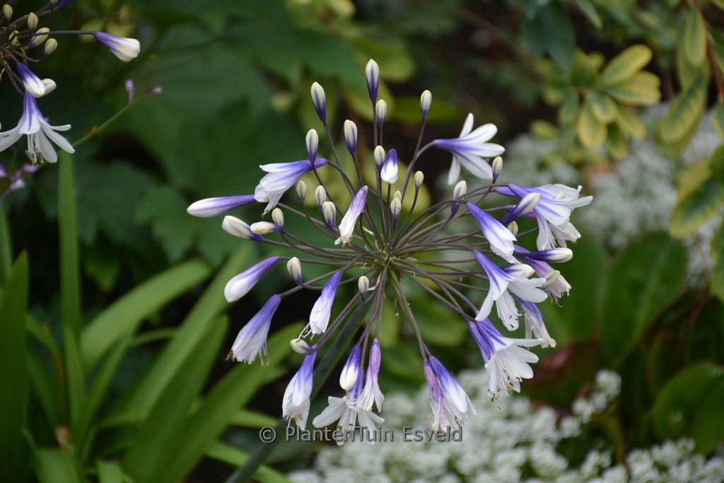 Agapanthus 'Fireworks'