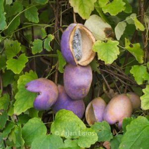 Akebia trifoliata 'Big Fruit'