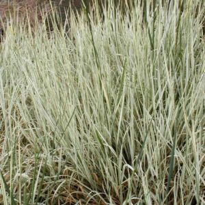 Arrhenatherum elatius 'Variegatum'