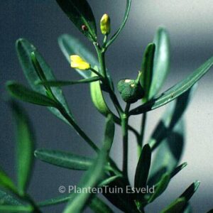 Cneorum tricoccum