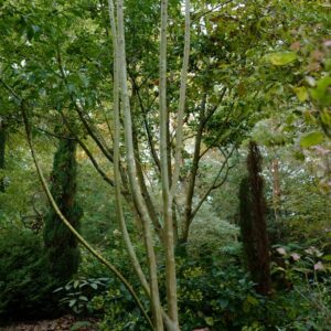 Cornus wilsoniana
