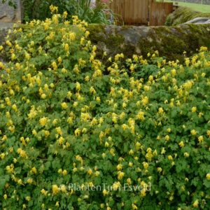 Corydalis lutea
