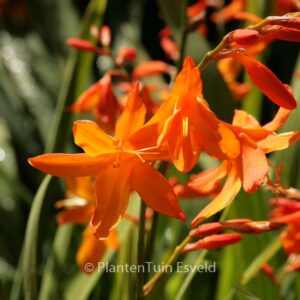 Crocosmia 'Star of the East'