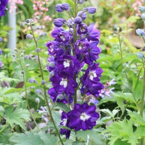 Delphinium 'Magic Fountains'