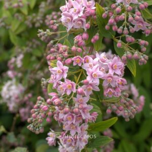 Deutzia longifolia 'Veitchii'
