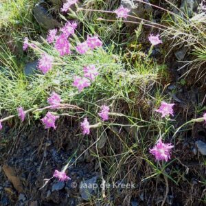 Dianthus superbus