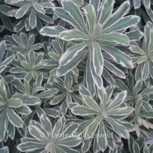 Euphorbia characias 'Silver Swan'