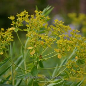 Euphorbia sarawschanica