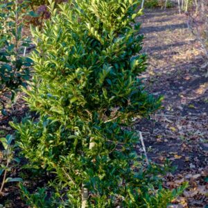 Eurya japonica