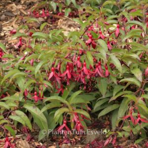 Fuchsia 'Dying Embers'