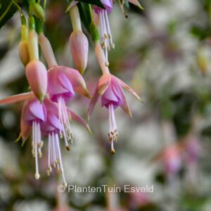 Fuchsia 'Mrs. W.P. Wood'