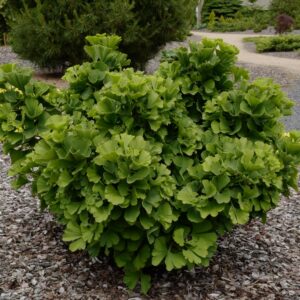 Ginkgo biloba 'Troll'