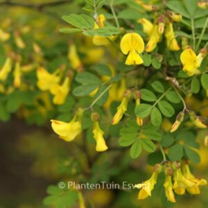 Hippocrepis emerus